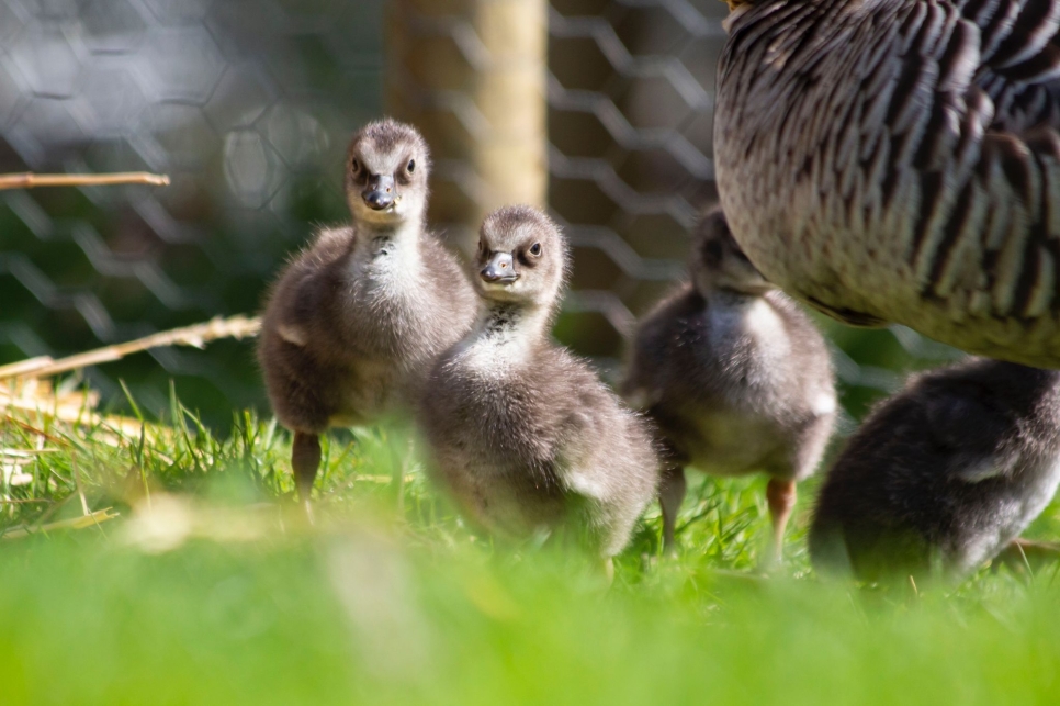 Nēnē goslings hatch in Mission Possible!